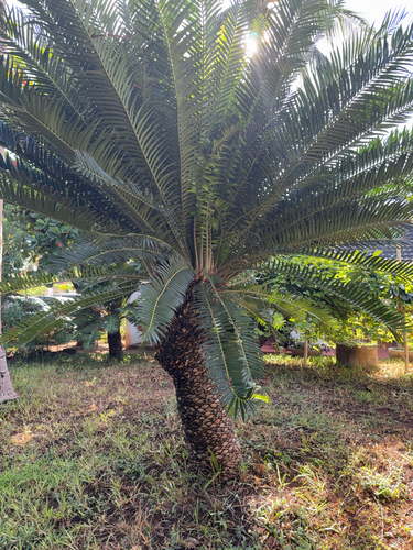 Image of Encephalartos hildebrandtii by no rights reserved