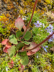 Micranthes occidentalis