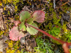 Micranthes occidentalis