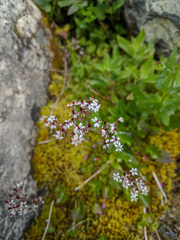 Micranthes nelsoniana