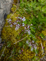 Micranthes nelsoniana