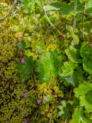 Micranthes nelsoniana