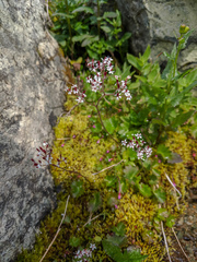 Micranthes nelsoniana