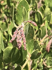 Arctostaphylos insularis