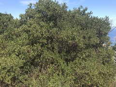 Arctostaphylos insularis