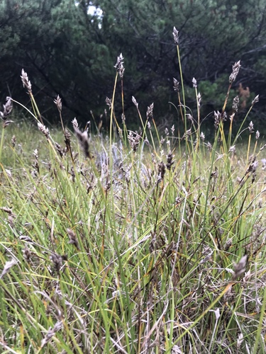 Carex pansa iNat (3)