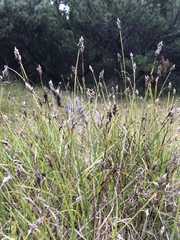 Carex pansa