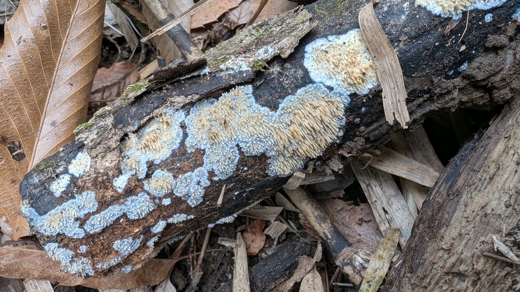 Radulomyces copelandii