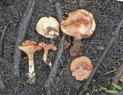 Bonomyces