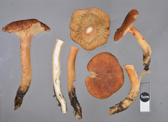 Bonomyces