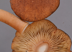 Bonomyces