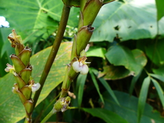 Calathea ischnosiphonoides