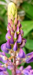 Lupinus polyphyllus