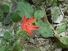 Silene rotundifolia