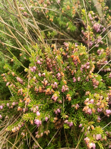 Image of Erica erigena by (c) Tobias Guldberg Frøslev, some rights reserved (CC BY)