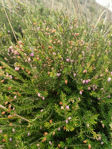 Image of Erica erigena by (c) Tobias Guldberg Frøslev, some rights reserved (CC BY)