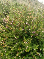 Erica erigena, photograph (c) Tobias Guldberg Frøslev, some rights reserved (CC BY)