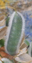 Lupinus polyphyllus