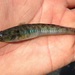 Palmtail Goby - Photo (c) Rafael Paredes Montesinos, some rights reserved (CC BY-NC), uploaded by Rafael Paredes Montesinos