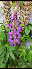 Lupinus polyphyllus