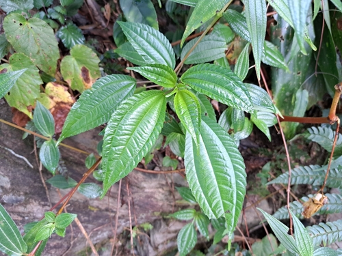 Image of Three-Vein Clearweed (Pilea melastomoides) by (c) vrxz, some rights reserved (CC BY-SA)