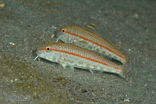 Mullus auratus