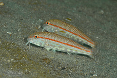 Red Goatfish photo 1