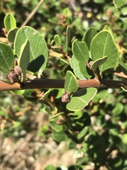 Ceanothus megacarpus megacarpus