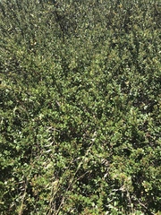 Ceanothus megacarpus megacarpus