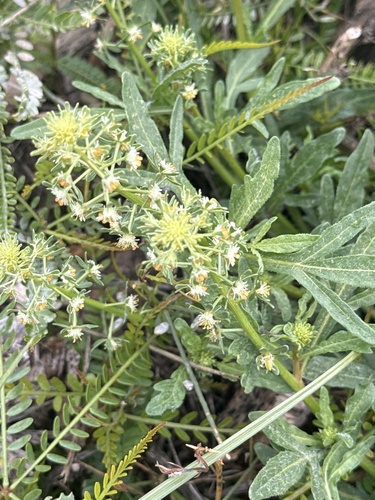 Reseda diffusa (Reseda diffusa)