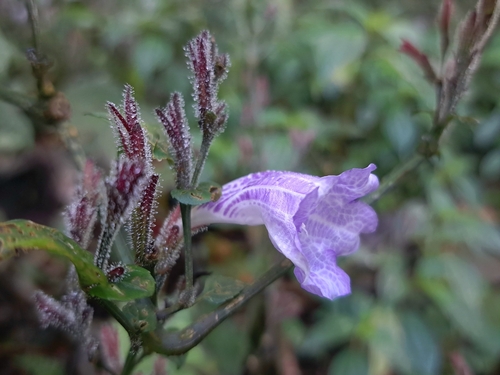 Strobilanthes flexicaulis, photograph 4