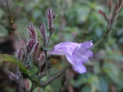 Strobilanthes flexicaulis, photograph (c) vrxz, some rights reserved (CC BY-SA)