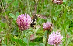 Bombus vagans bolsteri