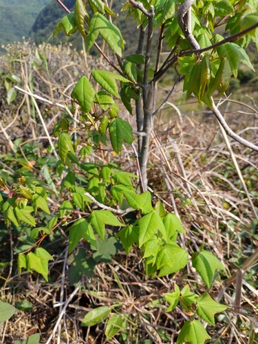 Image of Acer tutcheri by no rights reserved