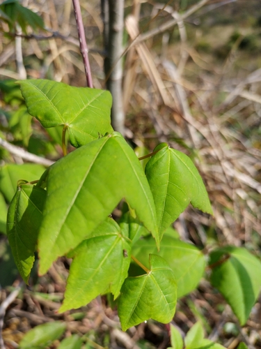 Image of Acer tutcheri by no rights reserved