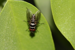 Limnophora obsignata