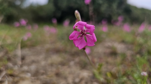 Mediterranean Catchfly