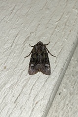 Lacinipolia olivacea