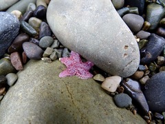 Asterias rubens