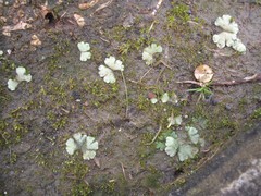 Riccia crystallina