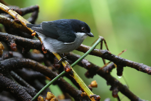 Bicolored Flowerpecker