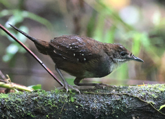 Bicol Ground-Warbler photo 2