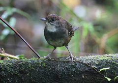 Bicol Ground-Warbler photo 1