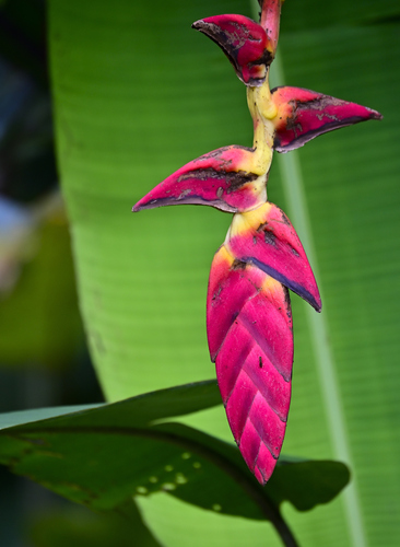 Foto de Bananeira-do-brejo