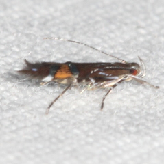 Cosmopterix pulchrimella