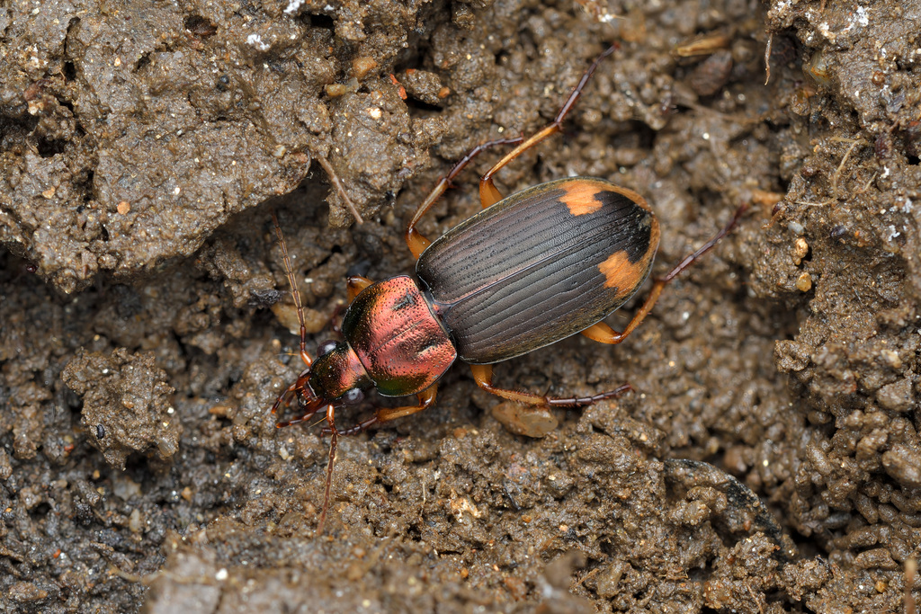 Chlaenius virgulifer