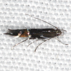 Cosmopterix pulchrimella