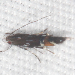 Cosmopterix pulchrimella