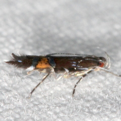 Cosmopterix pulchrimella