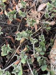 Oligogonum